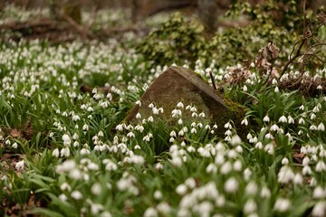First spring white flowers in a forest