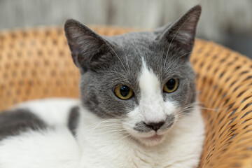 Cute gray and white cat lying, sleeping, playing in a yellow wicker basket on a shaggy mat carpet at home. Cat looking up and focusing. pet ownership, pet friendship concept
