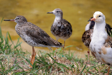 Kampfläufer (Calidris pugnax,Syn. Philomachus pugnax)