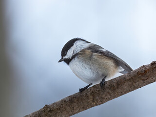 Black-capped chickadee (Poecile atricapillus) perching on a tree branch