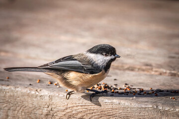 Black-capped chickadee (Poecile atricapillus) perching on a bench and eating seeds