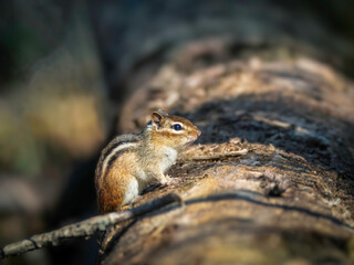Eastern Chipmunk - Tamias striatus, sitting on a fallen tree