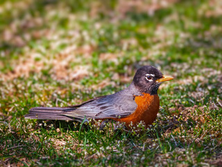 an american robin resting on the grass