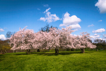 Naklejka premium Cherry trees blossoming in the spring