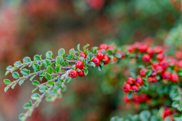 Berry. Red berry bush. Close-up.