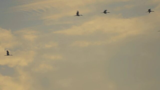 Bird flock flying on sky of sunset background