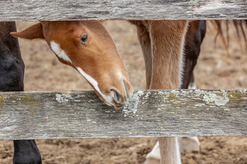 A newborn foal looking between the boards of a fence with its mother's legs next to it.. 