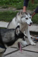 siberian husky puppy