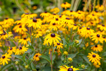 Golden-yellow black-eyed susans or rudbeckia flowers blooming in the garden