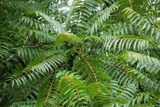 Toona sinensis (Chinese mahogany, Chinese cedar, Chinese toon, beef plant, onion plant, red toon). Toona sinensis are beneficial for digestion and cough problems, and can help to stop bleeding