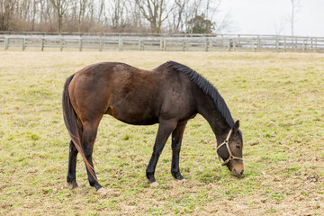 A swayback Thoroughbred broodmare grazing in a pasture in the early spring.