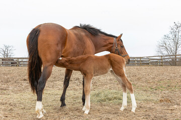 A young Thoroughbred foal nursing from a mare in a pasture with a white sky.
