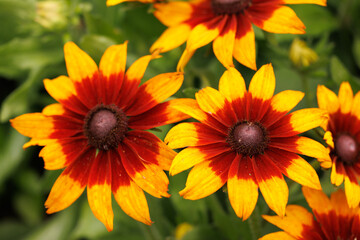 Yellow and dark orange bicolor rudbeckia hirta flowers blooming in a garden - close up
