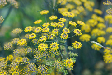 Fototapeta premium Yellow fennel flowers blooming close up