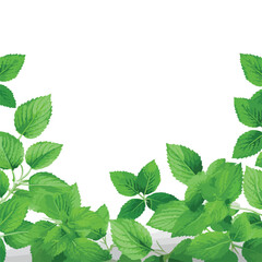 Vector Fresh Mint Leaves on a White Background