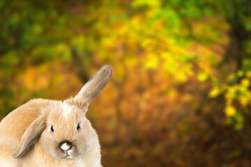 Cute small rabbit or bunny on nature background