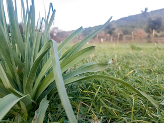 Obraz premium a close up of some green grass with a blurry background. Green grass background texture. fresh spring green grass. a close up of a green plant in a field