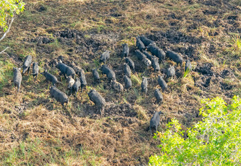 Wild feral pigs in Kakadu National Park Northern Territory, Australia.