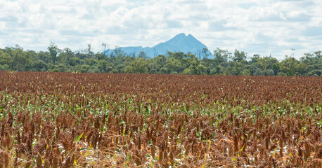 A sorghum crop ready for harvest in  Queensland, Australia.