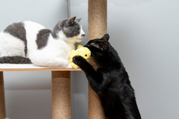 black and grey-white cat playing with yellow ducks toy on top of cat houses. Two cats play on a special game complex for cat tree. a cat house indoors pet ownership, pet friendship concept.