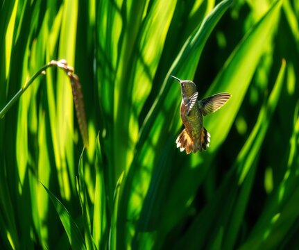 Hummingbird in Grass backlit by evening sun.