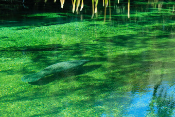 "Swimming under shades"
Manatees at Blue Springs State Park, Florida. Early 2024 marks with highest record of manatees coming here to spend the cold months. It reaches 1000 counts in 1 of the days.