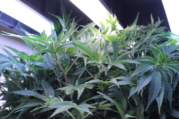 Blooming Bliss: A Captivating Snapshot of Cannabis