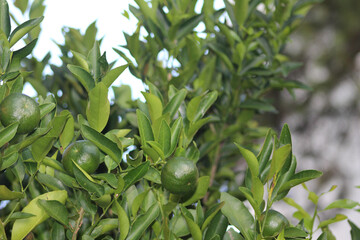 Lemon on the branches of the lemon tree. lemon on the tree. green fruit on the tree.