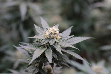 Blooming Bliss: A Captivating Snapshot of Cannabis