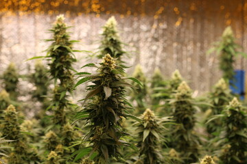Blooming Bliss: A Captivating Snapshot of Cannabis