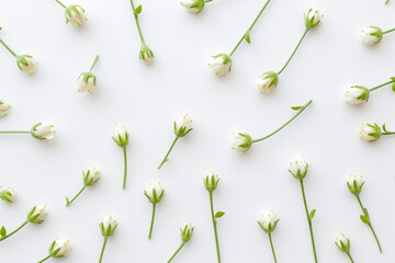 Top view flower buds on white_background