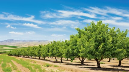 Fototapeta na wymiar trees pistachio farm