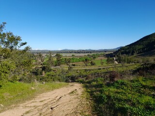 Naklejka premium vineyard