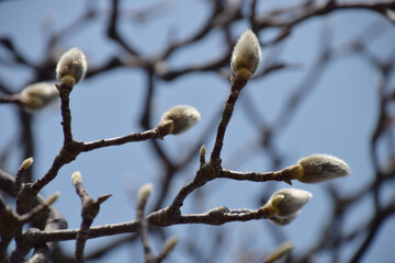 Magnolia's bud / 春を待つハクモクレンの蕾