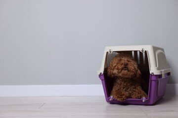 Travel with pet. Fluffy dog in carrier on floor indoors, space for text