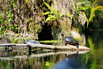 "We match to Rome"
Water turtle chilling on a tree branch. Silver Spring State Park, Florida.