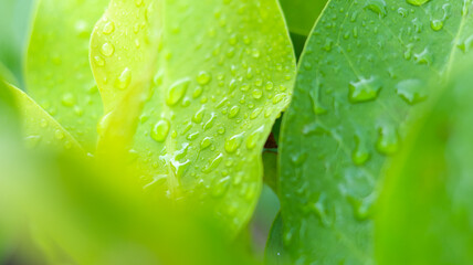 Fototapeta premium Water drop on green leaf after rain. Nature background and wallpaper.