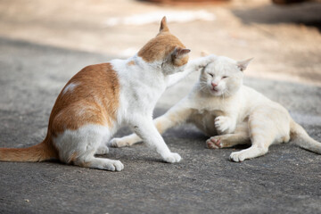 cat playing together on the cement floor in the park, Thailand.