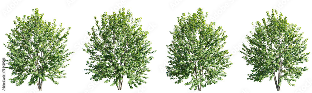 Wall mural isolated trees gardening,acer saccharinum tree on transparent background.3d rendering png