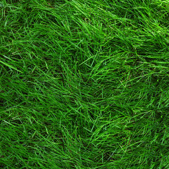 Fresh green grass as background outdoors, top view