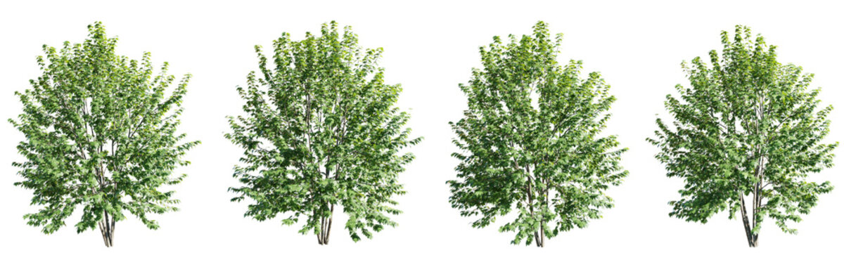 Isolated trees gardening,acer saccharinum tree on transparent background.3d rendering PNG
