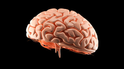 Brain background, bright human brain on isolated background