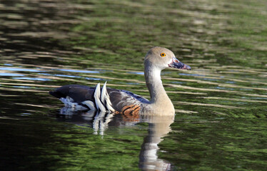 Plumed whistling duck bird gracefully swimming on a pond
