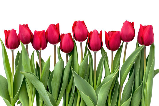 Spring tulip flowers in a row isolated on transparent and white background.PNG image	