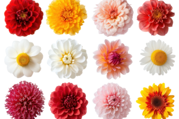 Top-down view Various Flowers isolated on transparent and white background.PNG image	