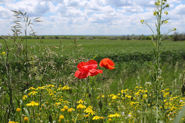 field of poppies and sky