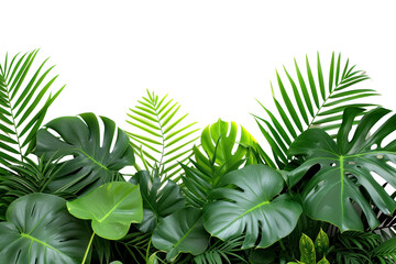 Fototapeta na wymiar Green leaves of tropical plants bush (Monstera, palm, rubber plant, isolated on transparent and white background.PNG image 