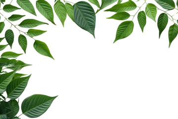 Green Leaves Border  isolated on transparent and white background.PNG image	