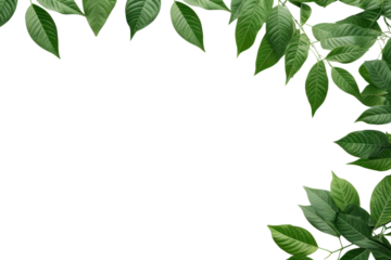 Green Leaves Border  isolated on transparent and white background.PNG image	