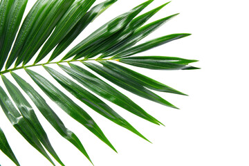 Obraz premium green leaf of palm tree isolated on transparent and white background.PNG image 